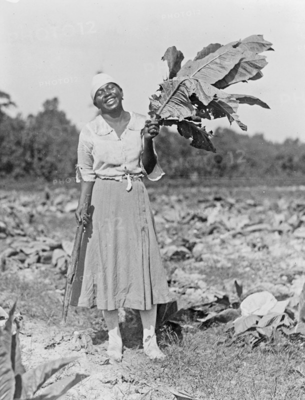 Woman, full-length portrait, standing in field, facing front, holding tobacco leaf, in Washington, D.C. area ca. 1909