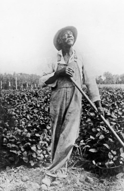 Full-length portrait of man, standing in field, with hoe(?), looking upward ca. 1909
