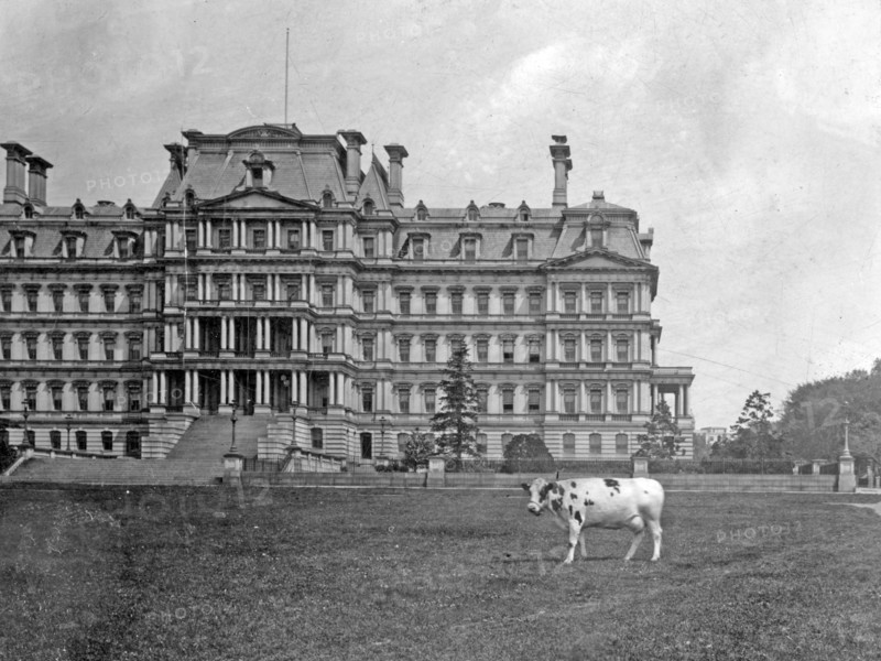 White House pet Pauline the cow, who furnished milk and cream for the Taft household was pastured on the lawns of the White House and State Department, the latter shown in the background ca. 1909