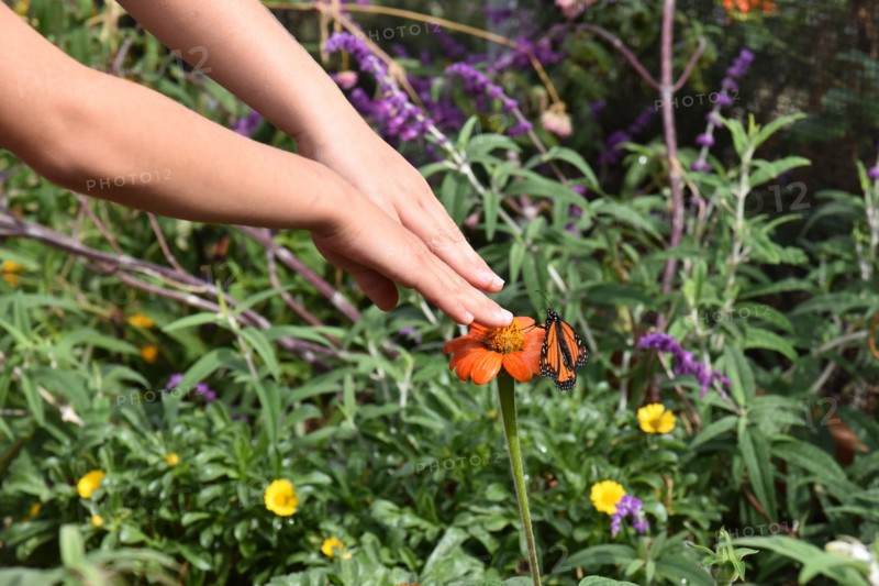 Monarch Butterfly Tagging Event  ca. 18 October 2016