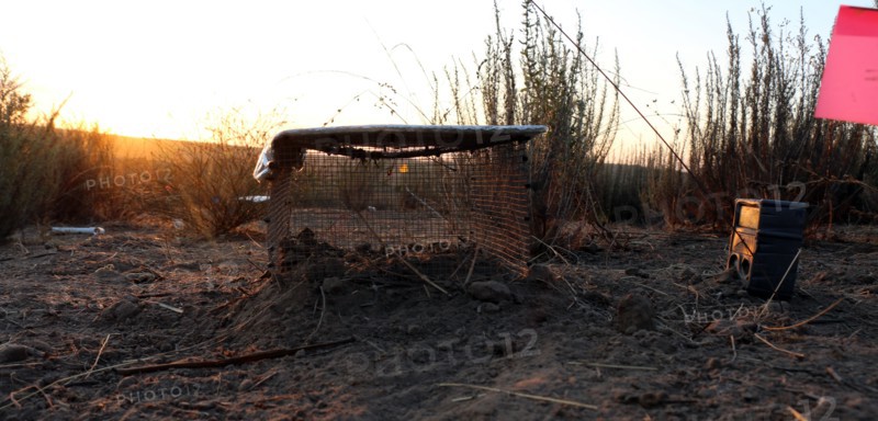 Pacific Pocket Mouse Acclimation Cage at release site ca. 5 July 2017