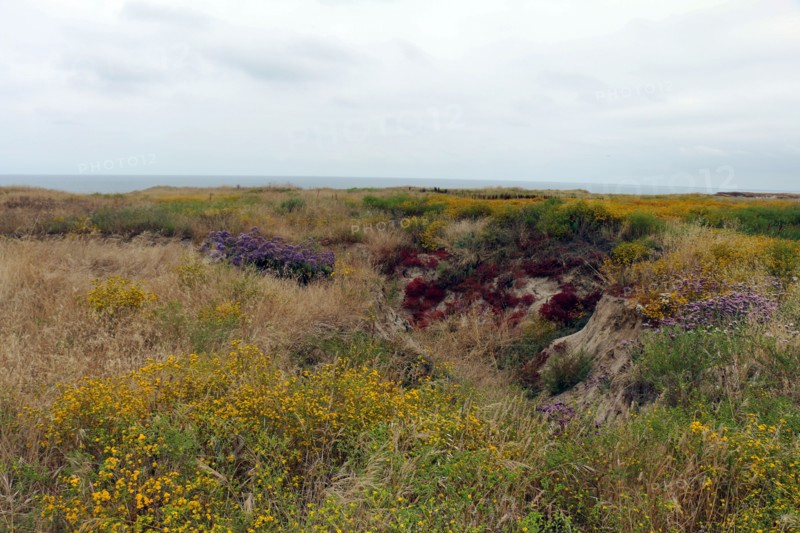 Vernal pool restoration site at Camp Pendleton ca. 7 June 2017