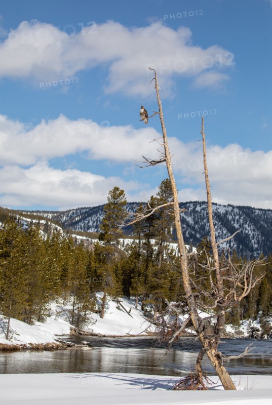 Hawk sits on a branch of a dead tree over a river with snow covered hills in the background in Yellowstone National Park; Date: 4 April 2020