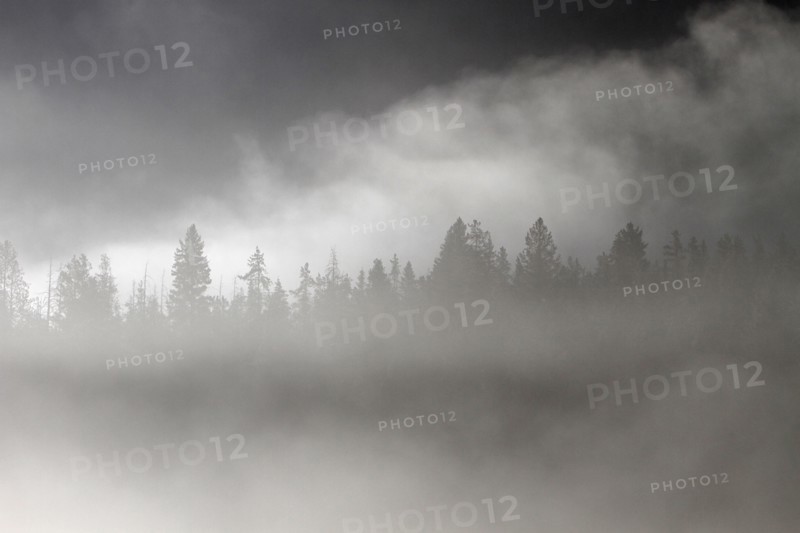 Conifer trees silhouetted in morning fog at Pebble Creek in Yellowstone National Park; Date:  13 June 2015
