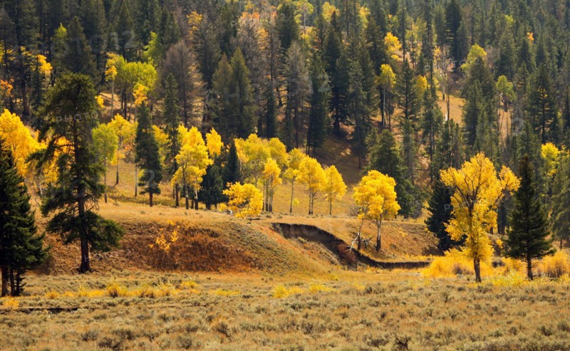 Cottonwood and aspen tree fall color near Soda Butte Creek in Yellowstone National Park; Date: 23 September 2007