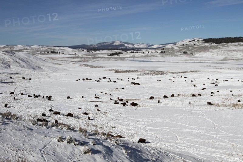 Bison in Hayden Valley in Yellowstone National Park; Date: 19 November 2014