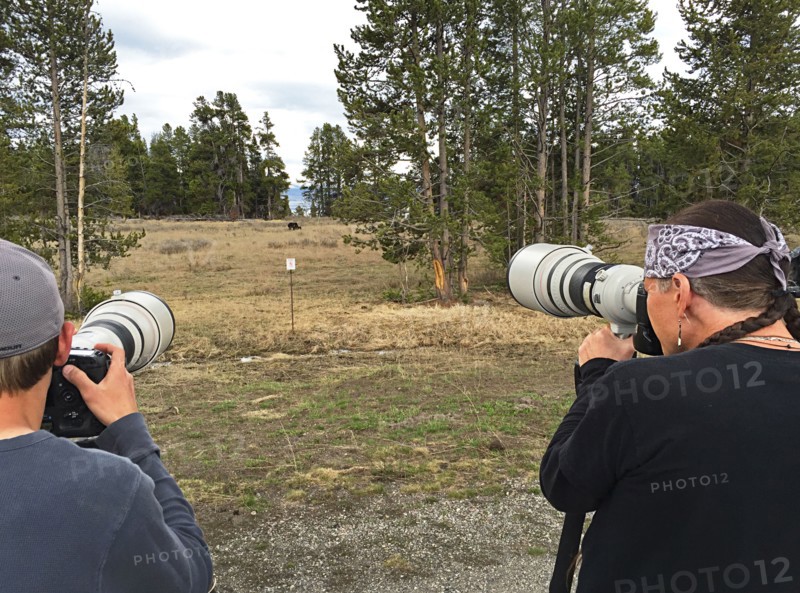 Looking at the back of two men holding cameras with long lenses pointed at a grizzly bear in the distant grassy meadow. Photographing a grizzly bear near Fishing Bridge at a safe distance in Yellowstone National Park; Date: 5 May 2015