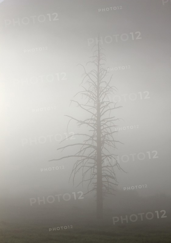 Lodgepole pine silhouetted in morning fog at Pebble Creek in Yellowstone National Park; Date: 13 June 2015