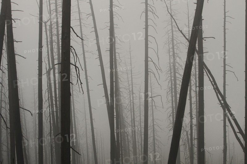 Looking through dead tree trunks at only fog. Foggy night on Mt. Washburn in Yellowstone National Park; Date:  4 August 2014
