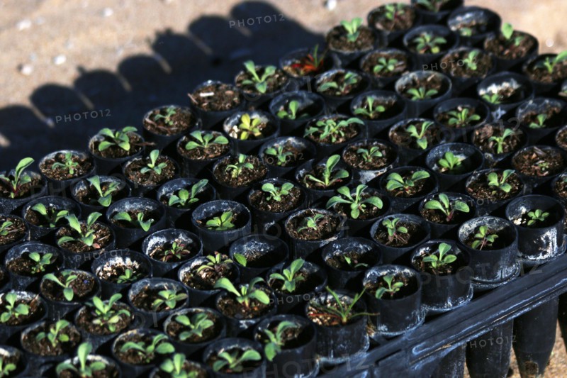 These tiny coastal dunes plants were grown at the Return of the Natives Greenhouse before being transported to Monterey State Beach for planting by the Santa Rita Elementary School students  ca. 1 April 2014