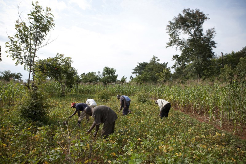 Men farming in Western Kenya on July 18, 2012