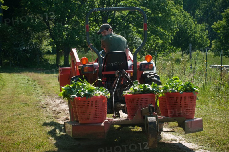 2011 USDA Visit to Amy's Organic Garden in Charles City