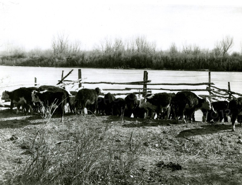 Cattle at Fence Near River ca 1948