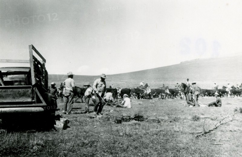 Cattle Branding 1936