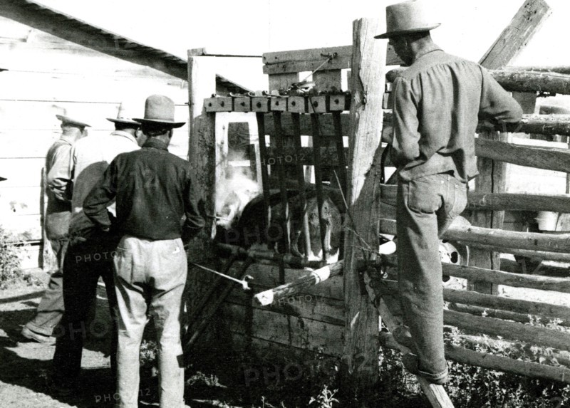 Cattle Branding ca 1948