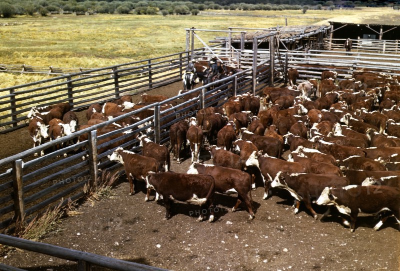 Cattle in corral waiting to be weighed before being trailed to railroad