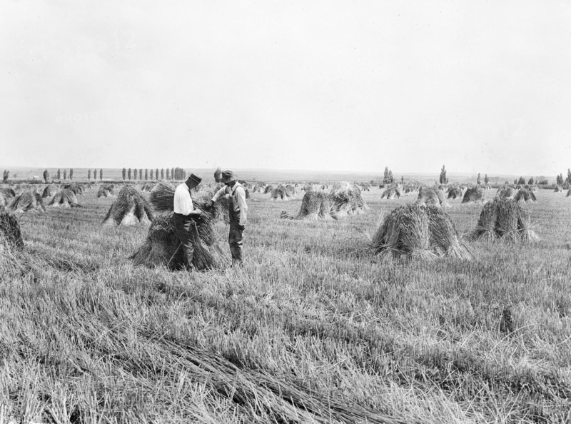 County agent examining bundles of stacked Federation wheat