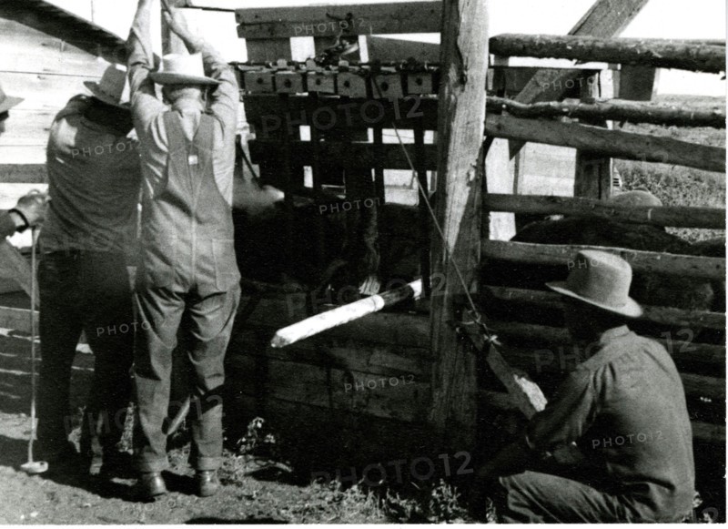 Cowboys Branding Cattle 1936