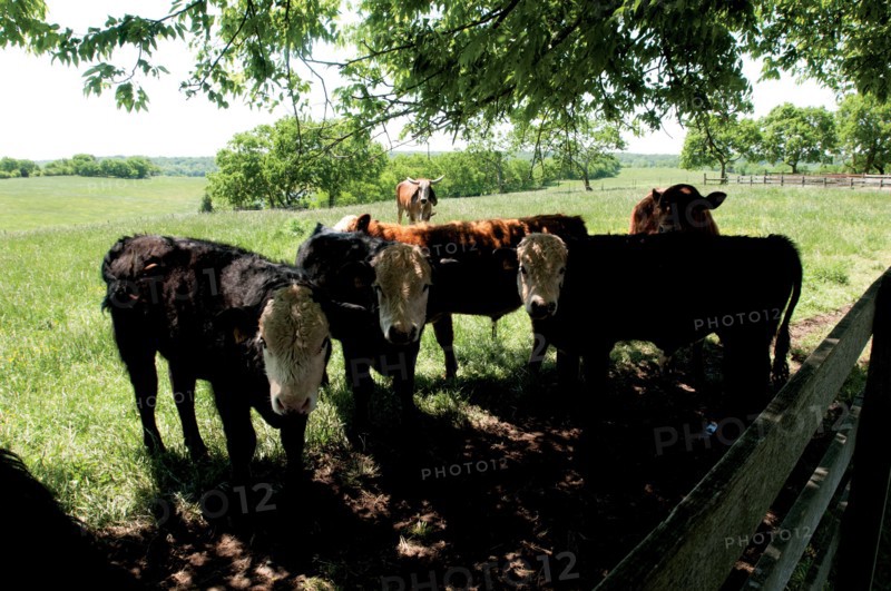 Cows enjoying the shade at Brookview Farm