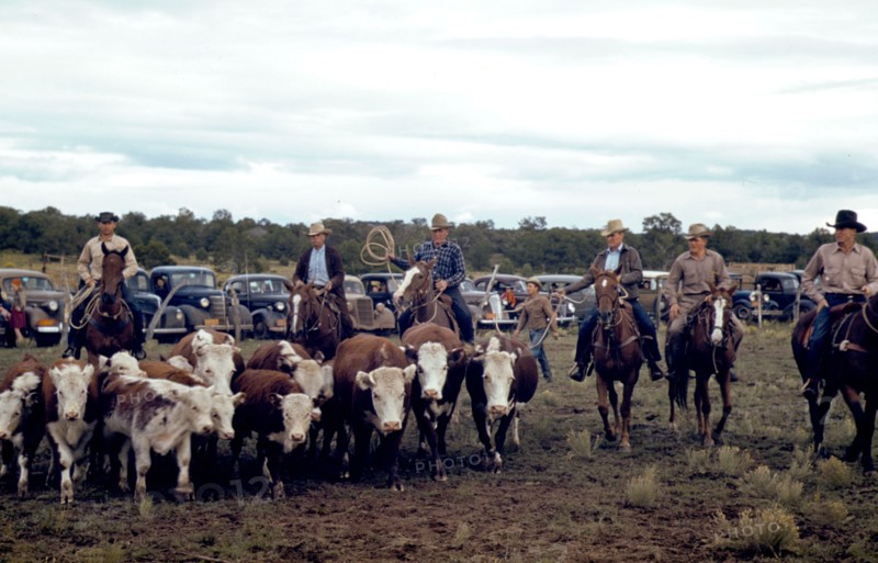 Driving calves into the corral for roping at the rodeo of small town New Mexico Fair October 1940