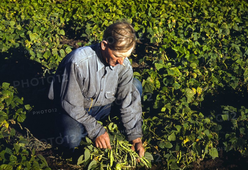Farmer turning up his beans