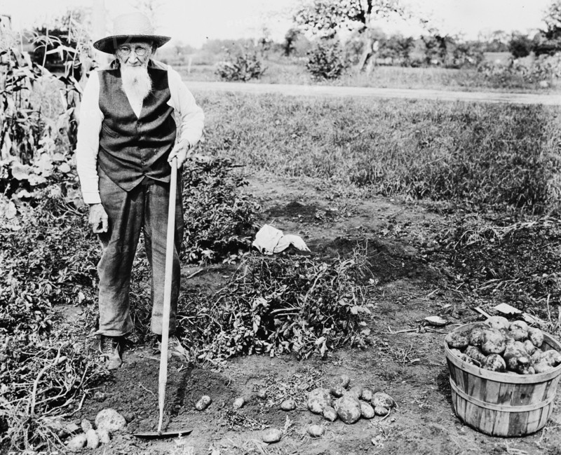 Farmer with hoe standing next to harvested bucket of potatoes
