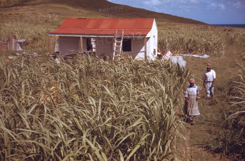 Farmers in their garden
