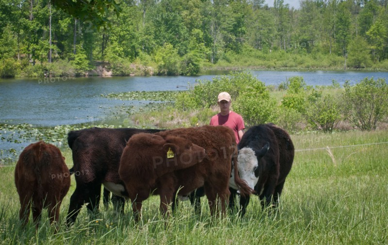 Grass-fed cattle graze on a farm
