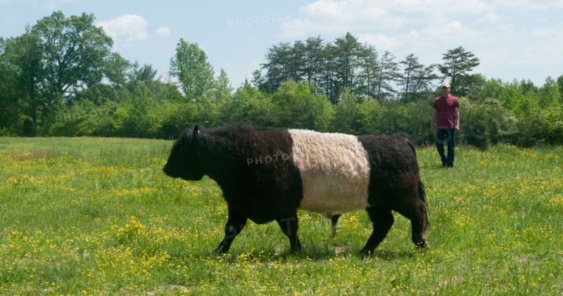 Grass-fed cattle graze on a farm