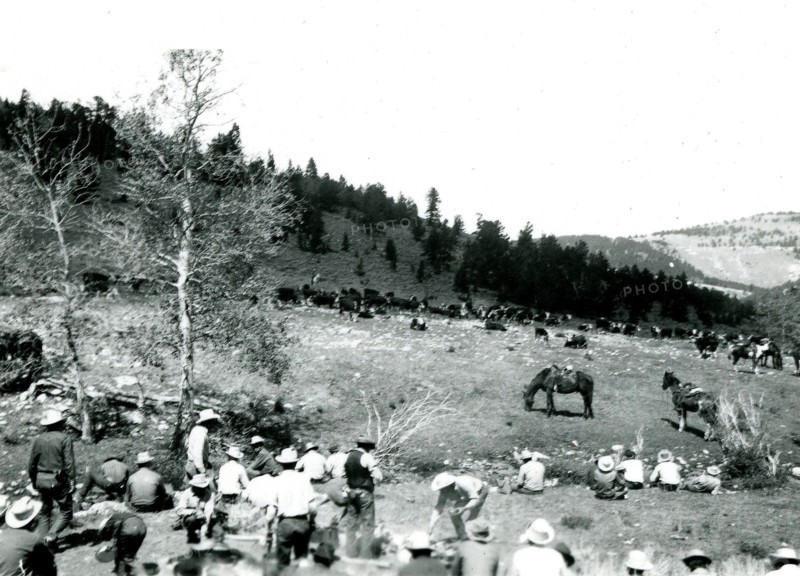 Group of People and Cattle ca 1947