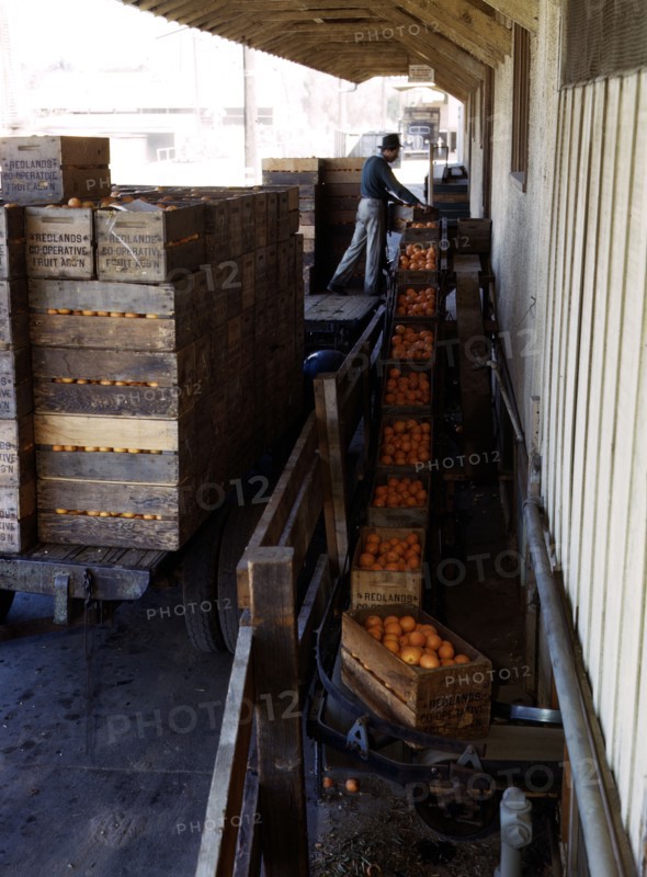 Growers bringing in their crop to a co