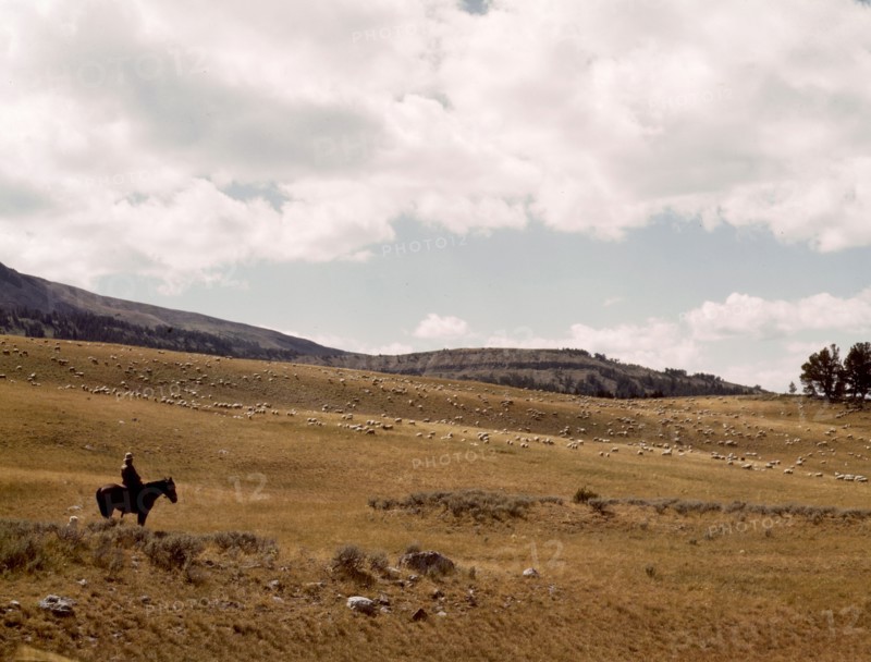 Herder with his flock of sheep on the Gravelly Range