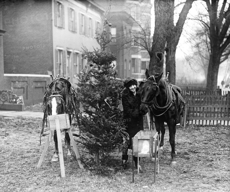 Horses eating and Christmas tree ca. 1927 or 1928