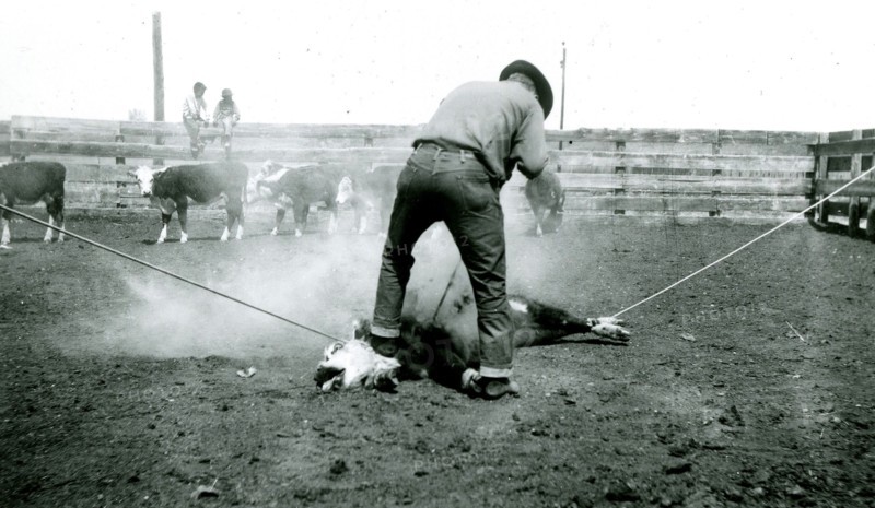 Man Branding Bound Cattle 1936