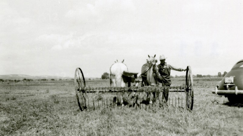 Man With Horse Drawn Farm Equipment ca 1948