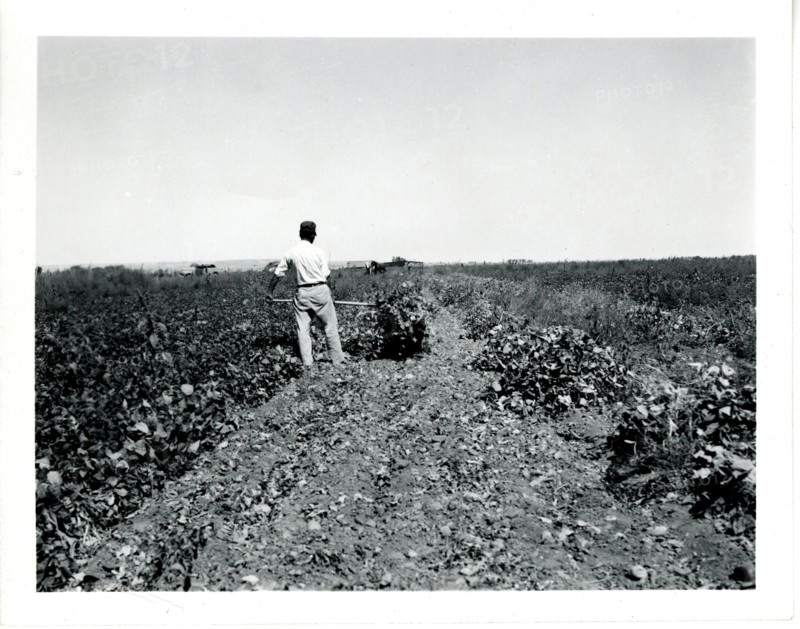 Man Working in Field ca 1948