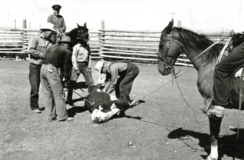 Men Branding Bound Cattle ca 1936