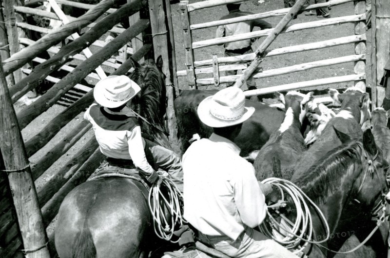 Men on Horses with Cattle ca 1938