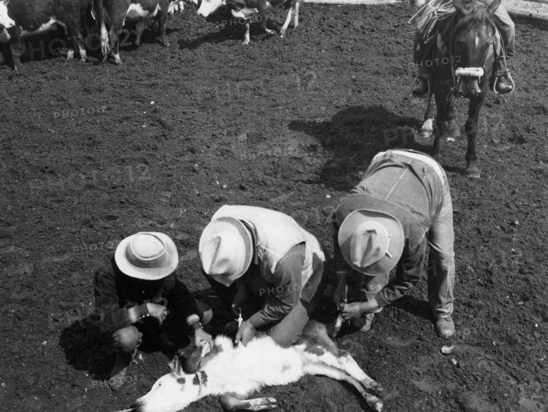 Men Vaccinating Cattle at Spring Branding Time ca 1936
