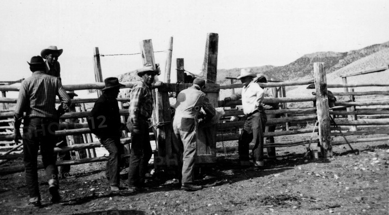 Men Working with Cattle ca 1948