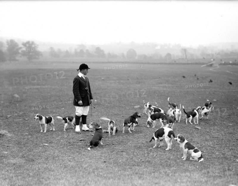 National Beagle Club of America