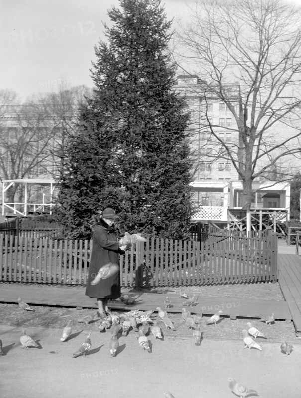 Nation's Christmas tree ready to be lighted. Washington