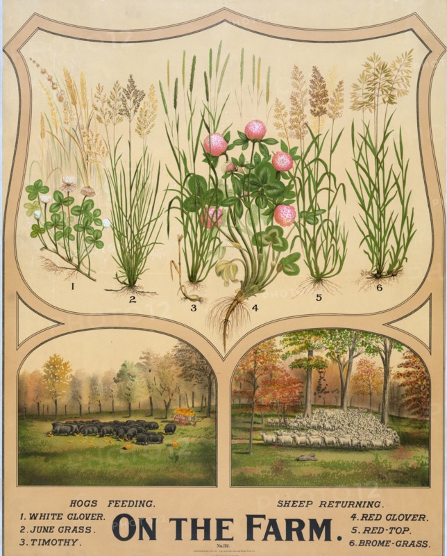 On the farm ca 1904