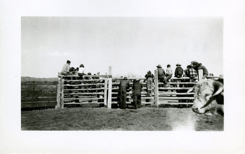 People Sitting On Fence with Bull in Foreground ca 1948