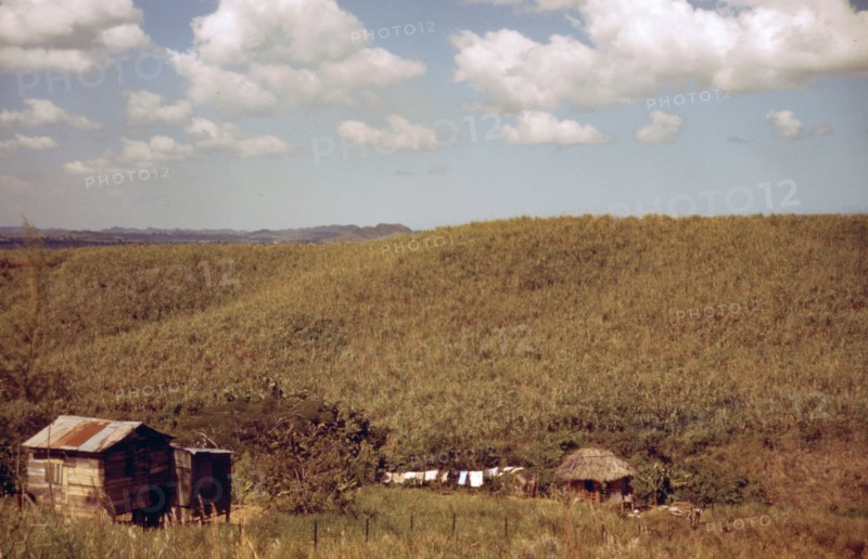 Sugar cane land