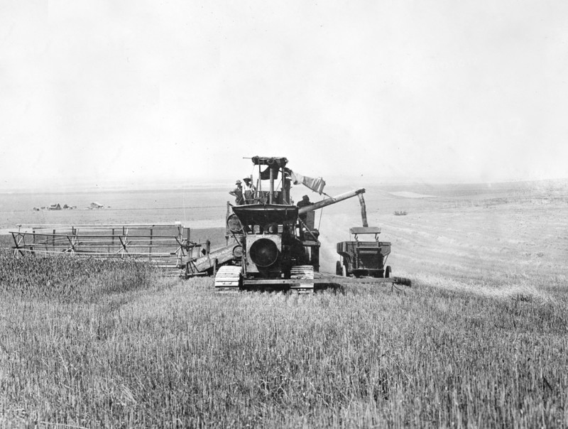 Tractor drawn combined harvester and thresher in field of Federation wheat