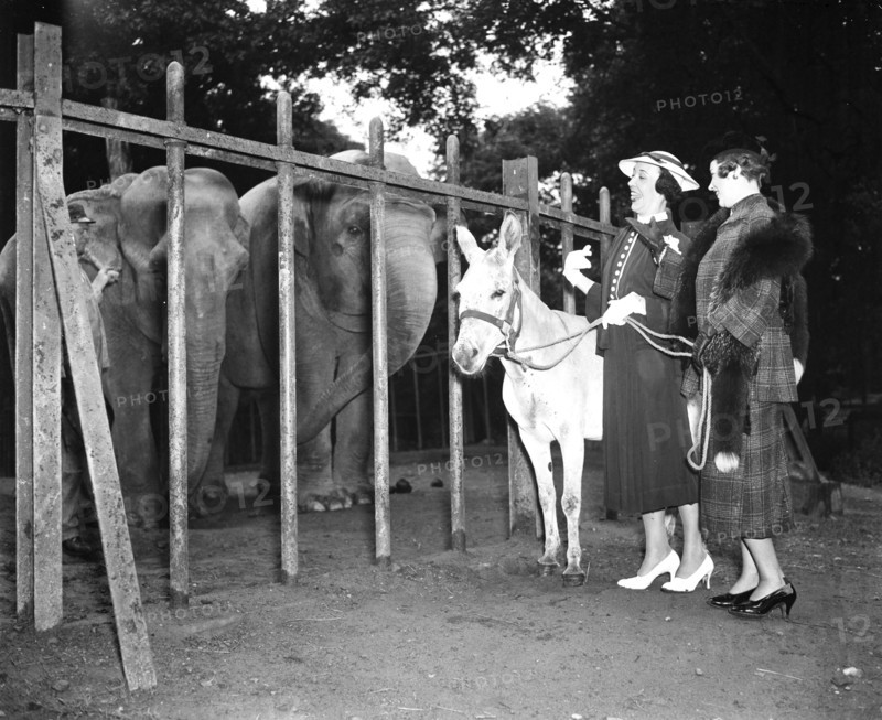 Two women with a donkey on a leash looking at two elephants