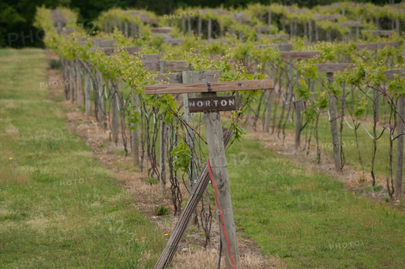 USDA visit to Cooper Vineyards in Louisia