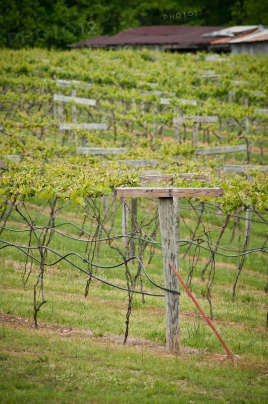 USDA visit to Cooper Vineyards in Louisia