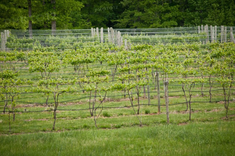 USDA visit to Cooper Vineyards in Louisia